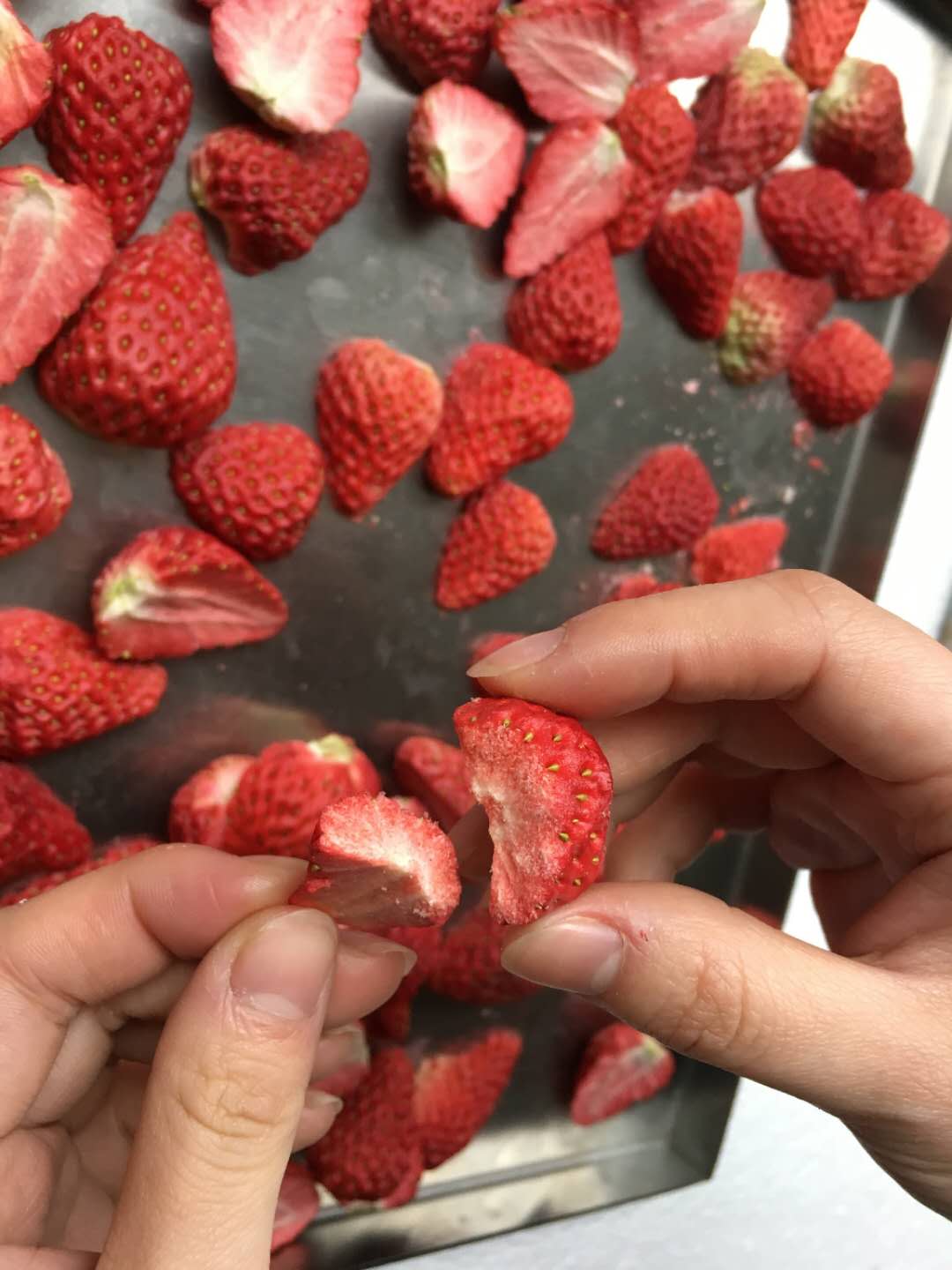 草莓真空冷冻干燥机